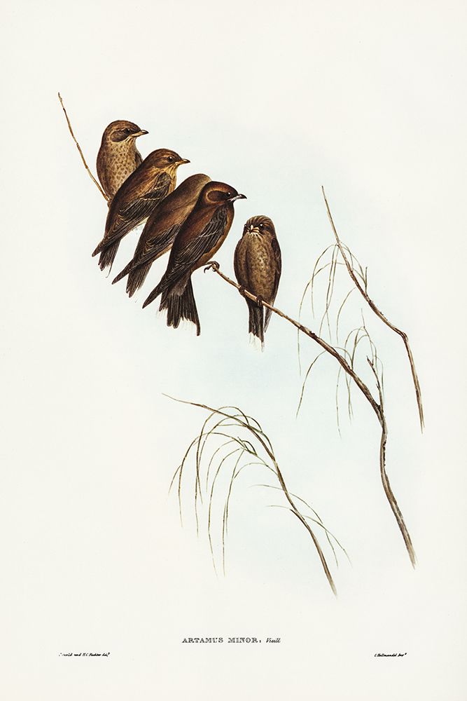 Little Wood Swallow-Artamus minor-Vieill art print by John Gould for $57.95 CAD