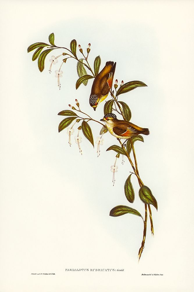 Red-lored Pardalote-Pardalotus rubricatus art print by John Gould for $57.95 CAD
