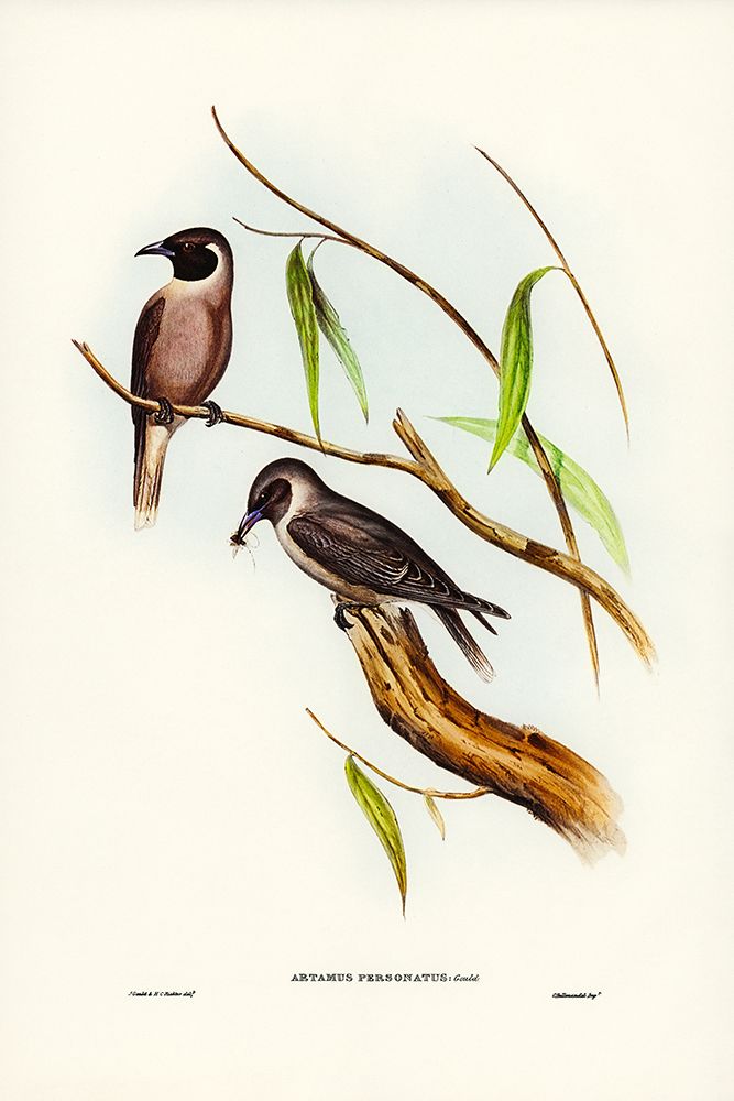 Masked Wood Swallow-Artamus personates art print by John Gould for $57.95 CAD