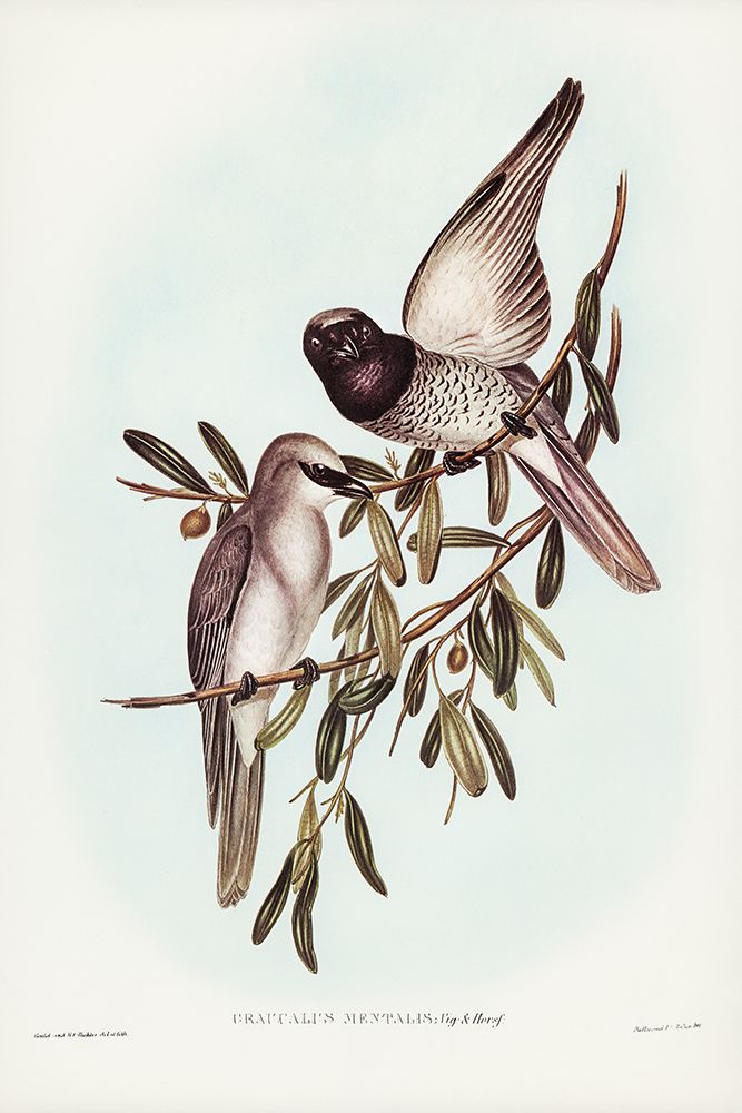 Varied Graucalus-Graucalus mentalis art print by John Gould for $57.95 CAD