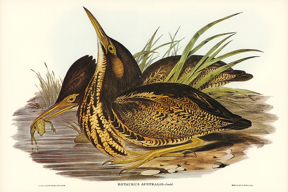 Australian Bittern-Botaurus Australis art print by John Gould for $57.95 CAD
