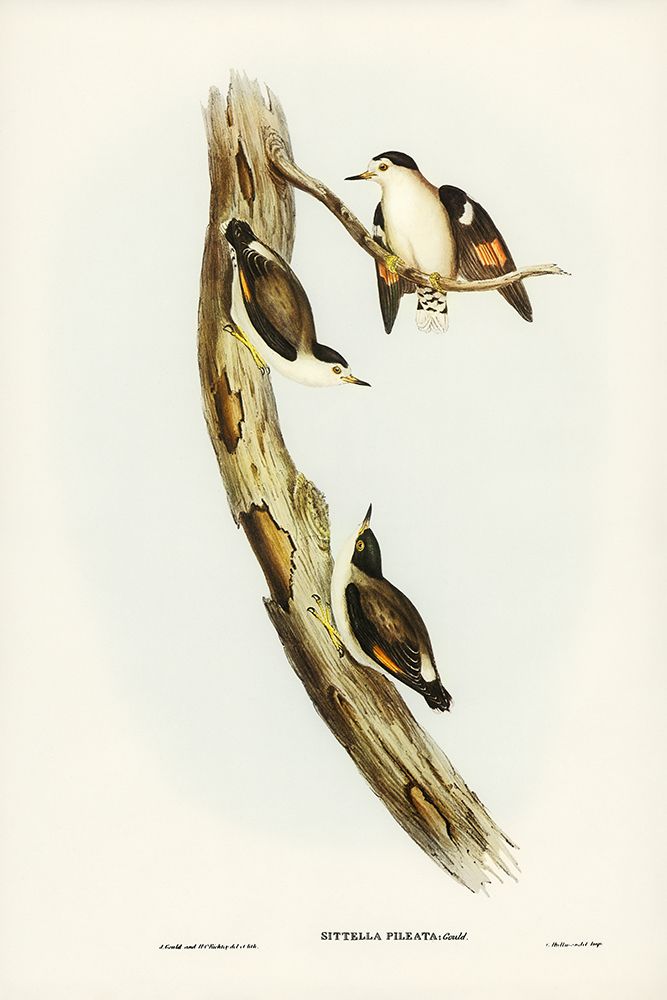 Black-capped Sittella-Sittella pileata art print by John Gould for $57.95 CAD