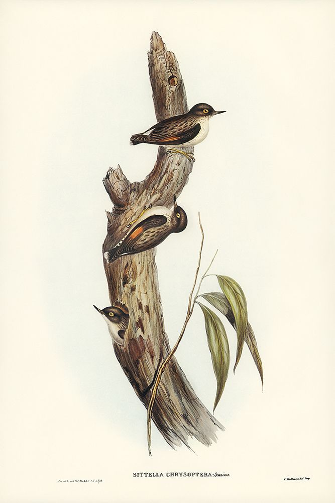 Orange-winged Sittella-Sittella chrysoptera art print by John Gould for $57.95 CAD