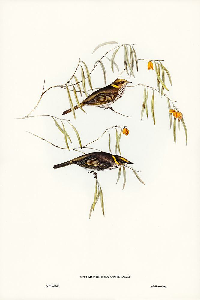 Graceful Honey-eater-Ptilotis ornatus art print by John Gould for $57.95 CAD