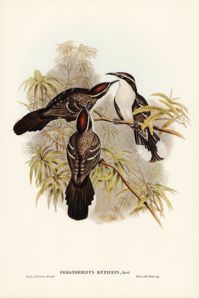Chestnut-crowned Pomatorhinus-Pomatorhinus ruficeps art print by John Gould for $57.95 CAD