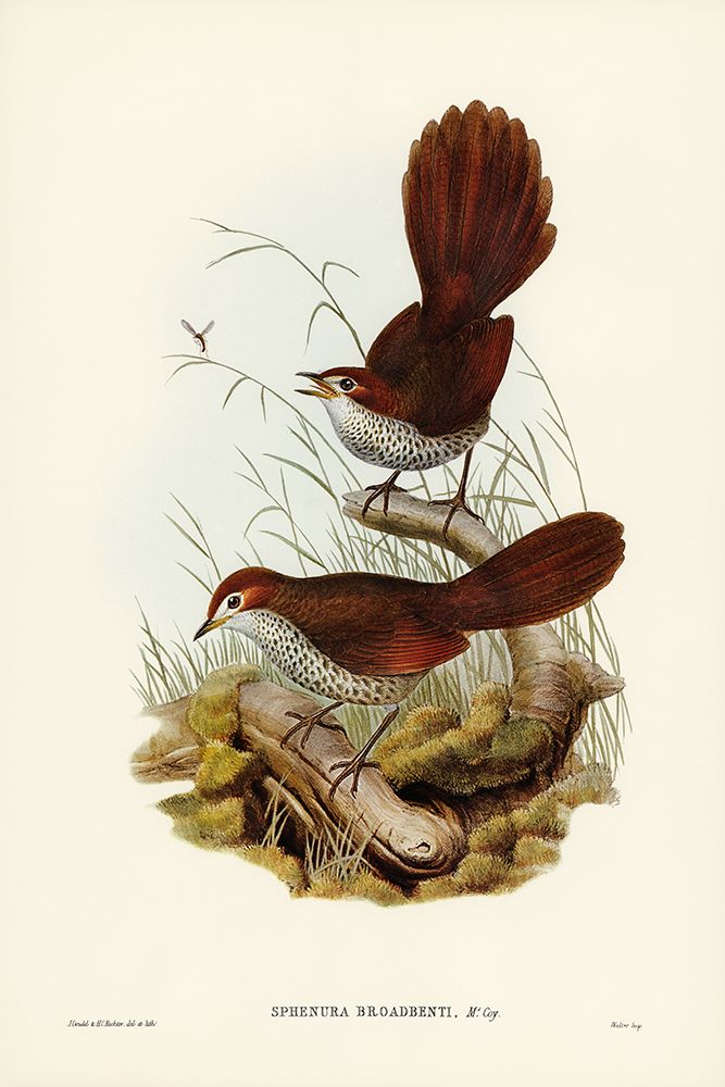Rufous-headed Bristle-Bird-Sphenura Broadbenti art print by John Gould for $57.95 CAD