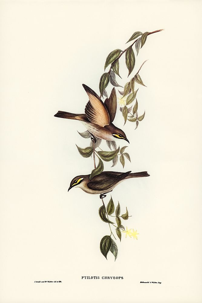 Yellow-faced Honey-eater-Ptilotis chrysops art print by John Gould for $57.95 CAD