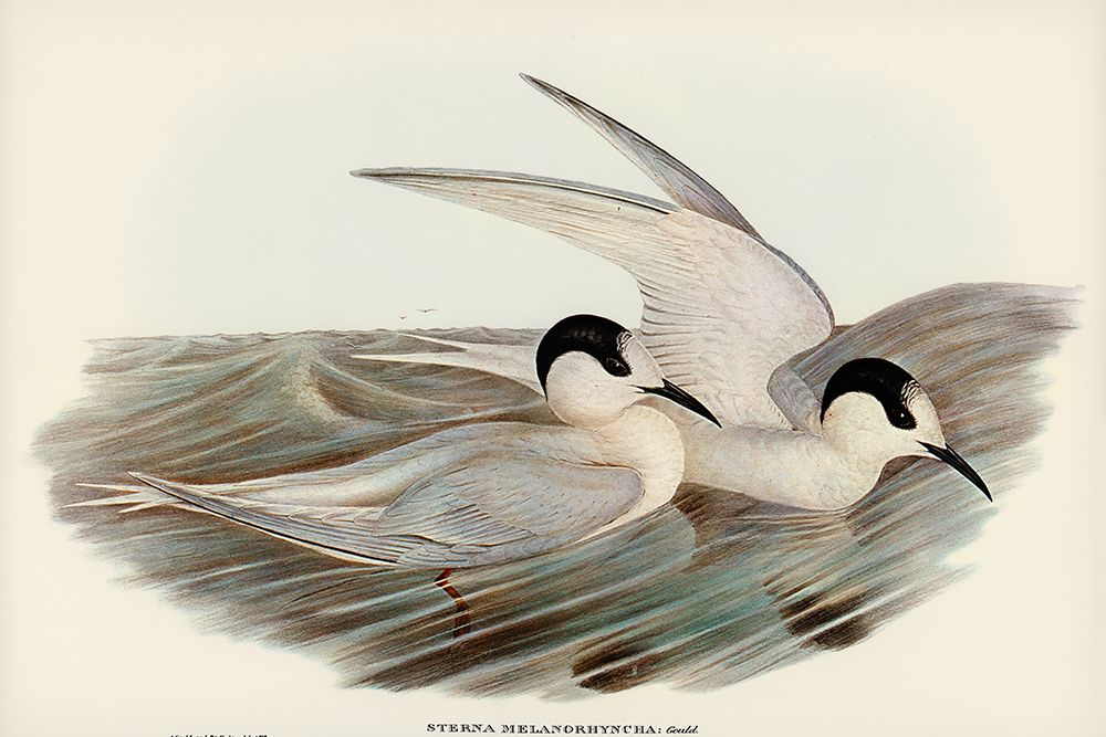 Black-billed Tern-Sterna melanorhyncha art print by John Gould for $57.95 CAD