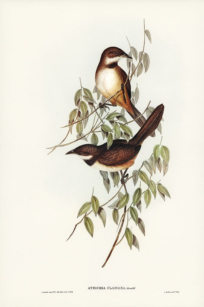 Noisy Brush-bird-Atrichia clamosa art print by John Gould for $57.95 CAD