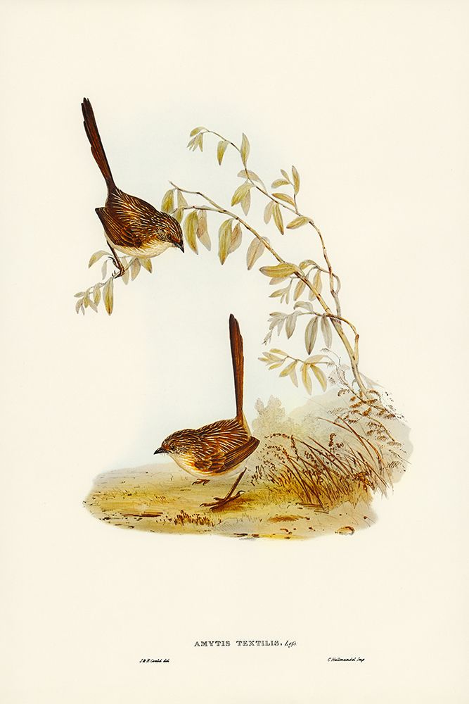 Textile Wren-mytis textilis art print by John Gould for $57.95 CAD