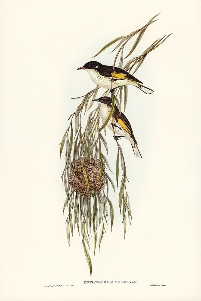 Painted Honey-eater-Entomophila picta art print by John Gould for $57.95 CAD