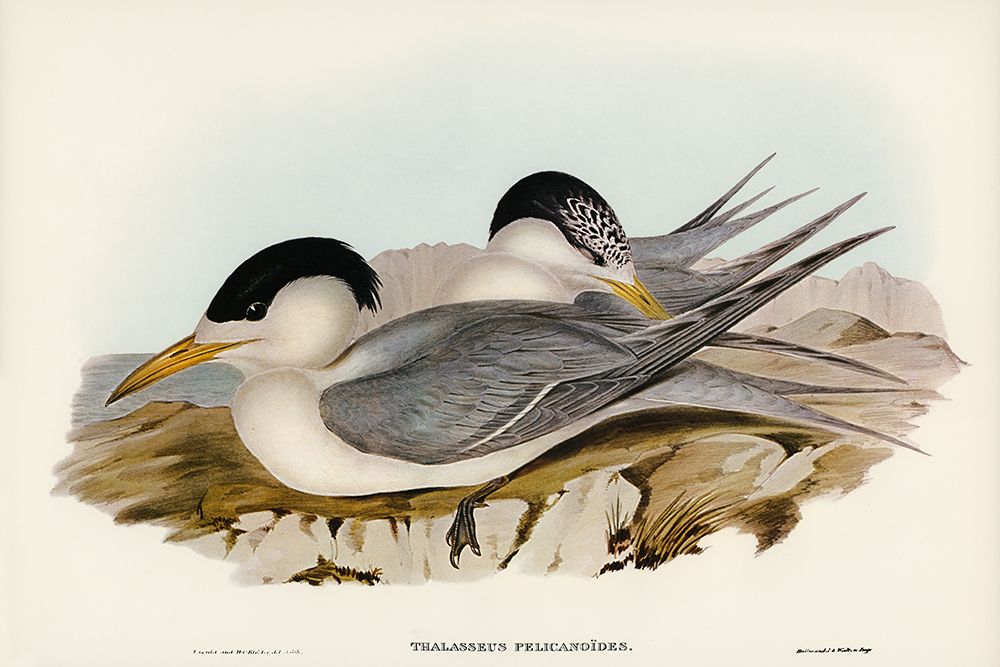 Torres Straits Tern-Thalasseus Pelecanoides art print by John Gould for $57.95 CAD