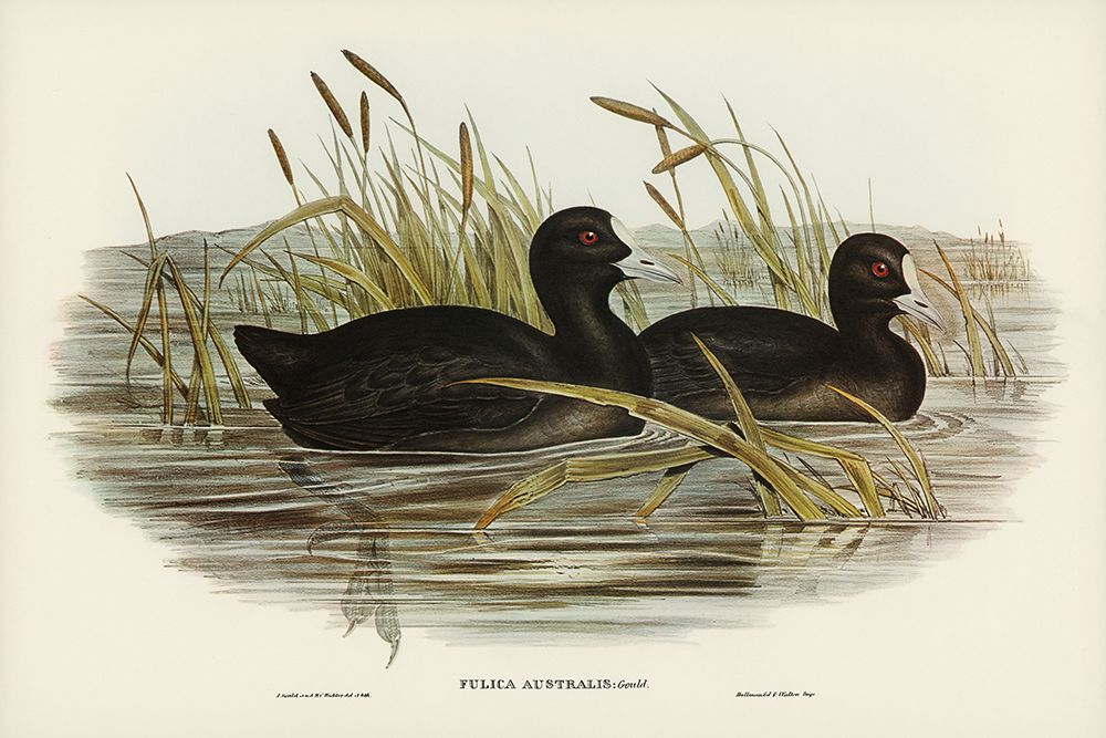 Australian Coot-Fulica Australis art print by John Gould for $57.95 CAD