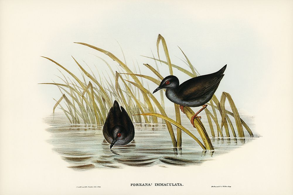 Spotless Gallinule-Porzana immaculata art print by John Gould for $57.95 CAD