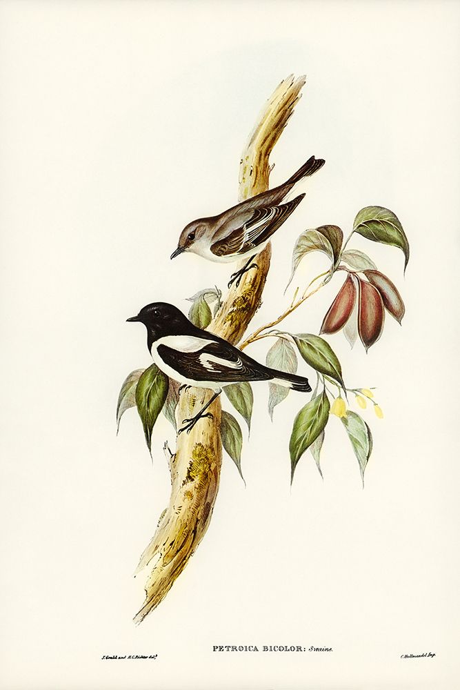 Pied Robin-Petroica bicolor-Swains art print by John Gould for $57.95 CAD