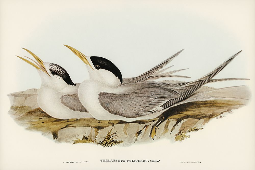 Basss Straits Tern-Thalasseus poliocercus art print by John Gould for $57.95 CAD