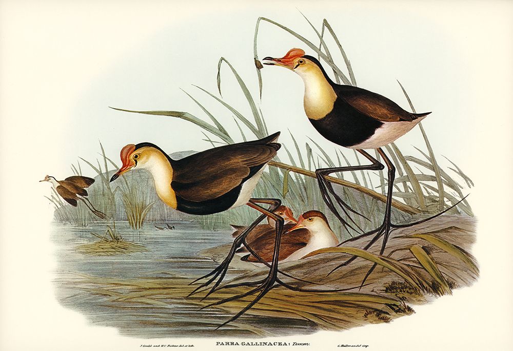 Gallinaceous Parra-Parra gallinacea art print by John Gould for $57.95 CAD