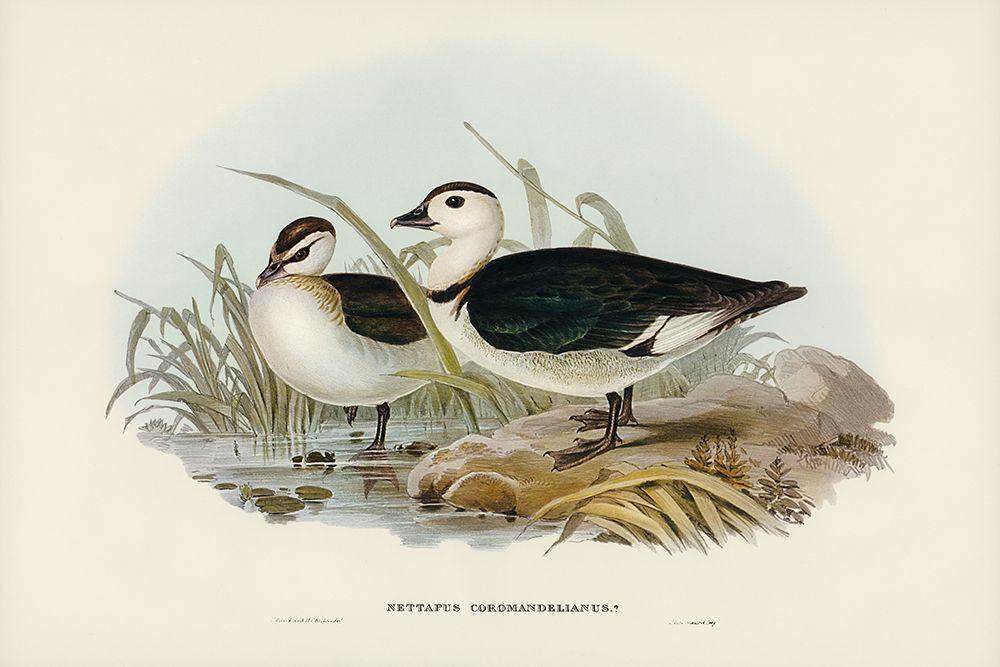 Pygmy Goose-Nettapus Coromandelianus art print by John Gould for $57.95 CAD
