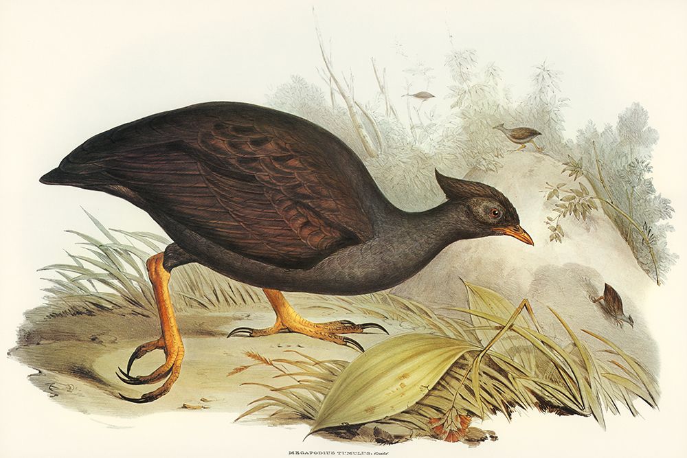 Mound-raising Megapode-Megapodius Tumulus art print by John Gould for $57.95 CAD