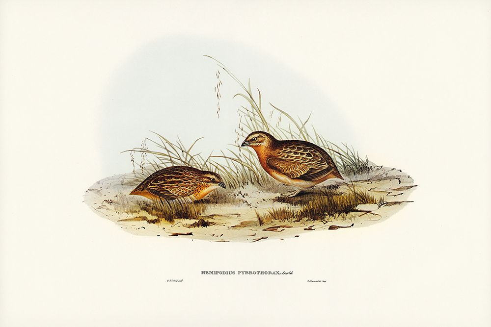 Red-chested Hemipode-Hemipodius pyrrhothorax art print by John Gould for $57.95 CAD