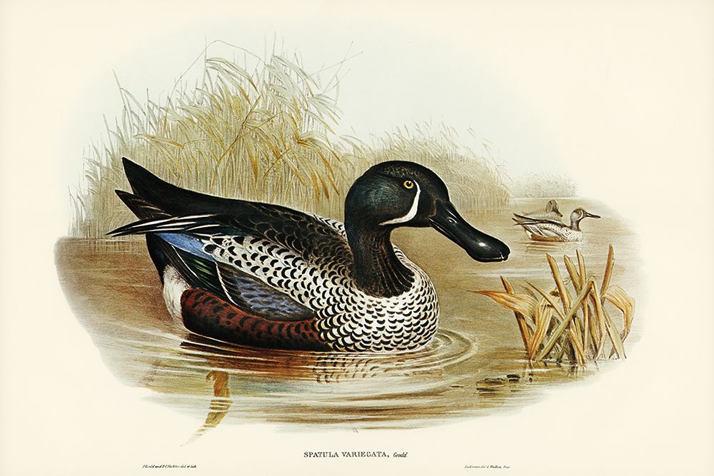 Variegated Shoveller-Spatula Variegata art print by John Gould for $57.95 CAD