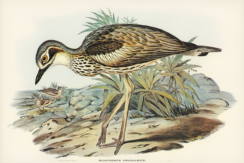 Southern Stone-Plover-Edicnemus grallarius art print by John Gould for $57.95 CAD
