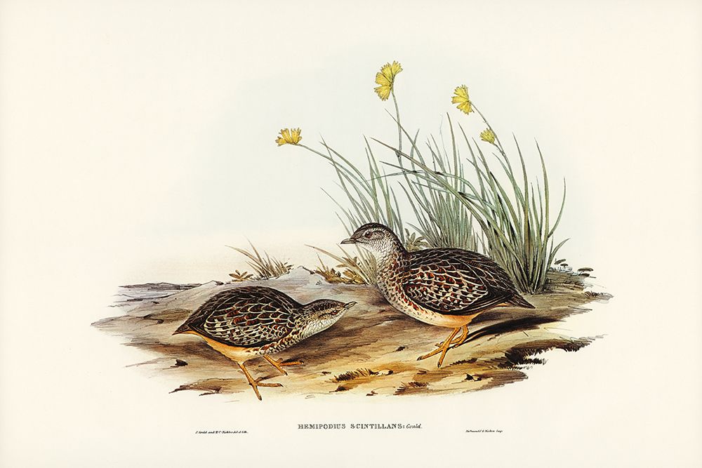 Sparkling Hemipode-Hemipodius scintillans art print by John Gould for $57.95 CAD