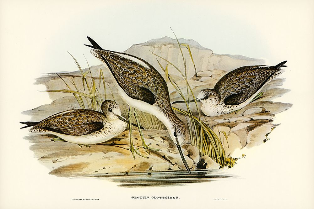 Australian Greenshank-Glottis Glottoides art print by John Gould for $57.95 CAD