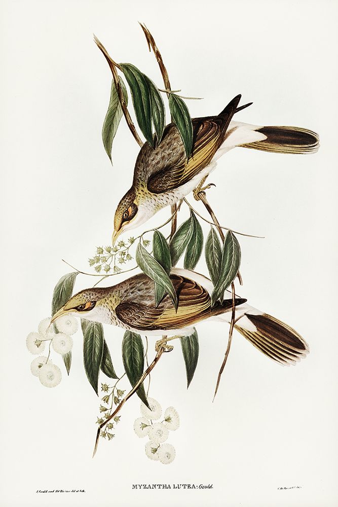 Luteous Honey-eater-Myzantha lutea art print by John Gould for $57.95 CAD