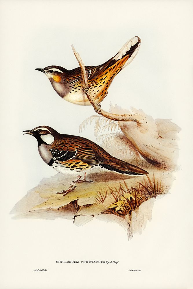 Spotted Groud Thrush-Cinclosoma punctatum art print by John Gould for $57.95 CAD