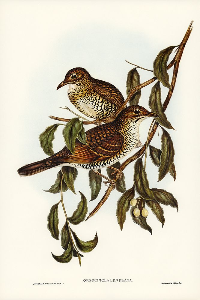 Moutain Thrush-Oreocincla lunulata art print by John Gould for $57.95 CAD
