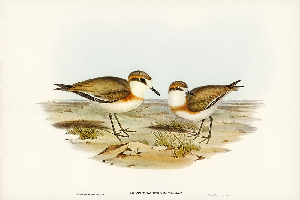 Allied Dottrel-Hiaticula inornata art print by John Gould for $57.95 CAD