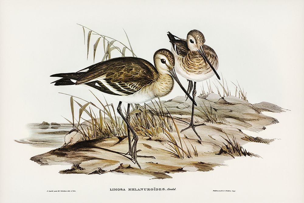 Black-tailed Godwit-Limosa Melanuroides art print by John Gould for $57.95 CAD