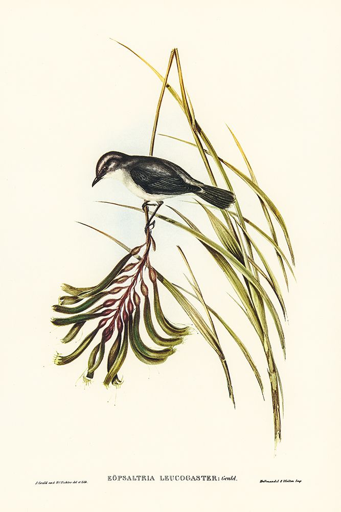 White-bellied Robin art print by John Gould for $57.95 CAD