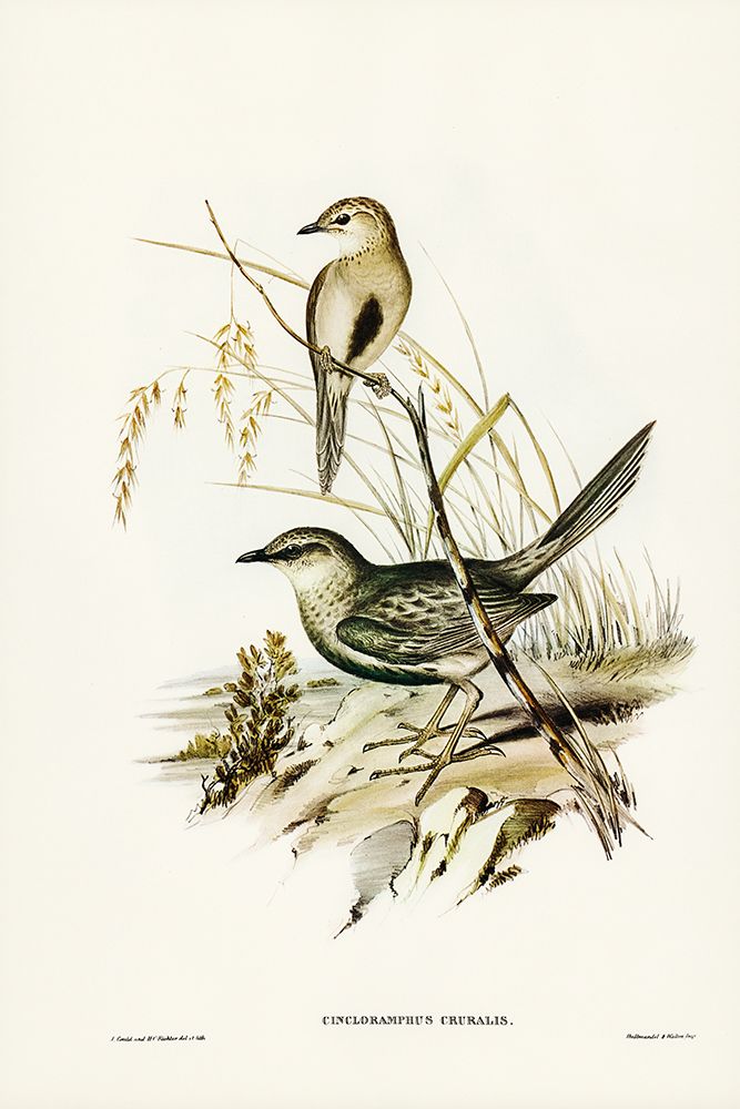 Brown Songlark-Cincloramphus cruralis art print by John Gould for $57.95 CAD