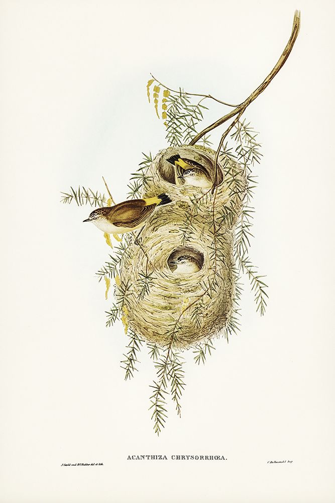 Yellow-rumped Acanthiza-Acanthiza chrysorrhoea art print by John Gould for $57.95 CAD