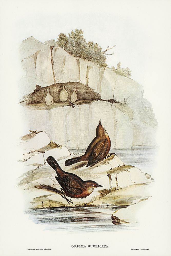 Rock Warbler-Origma rubricata art print by John Gould for $57.95 CAD