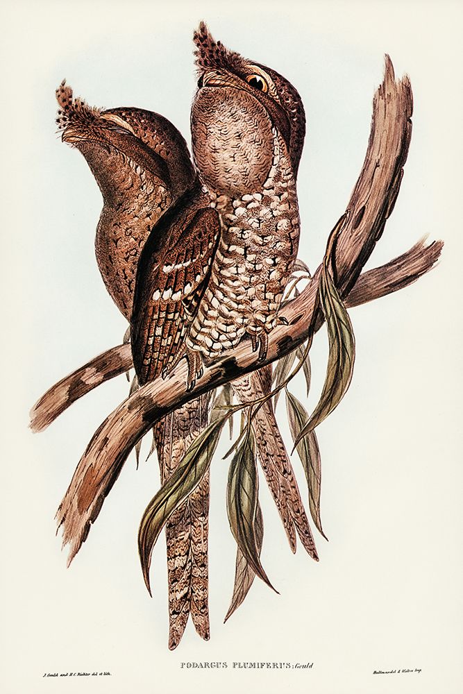Plumed Podargus-Podargus plumiferus art print by John Gould for $57.95 CAD