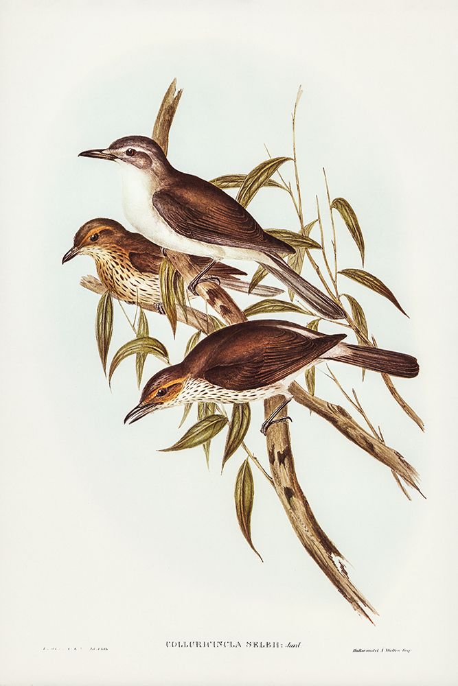 Selbyâ€™s Colluricincla-Colluricincla Selbii art print by John Gould for $57.95 CAD