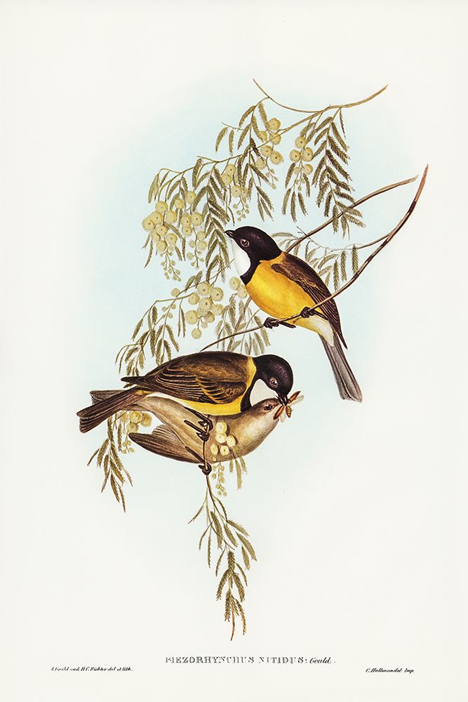 Blue Shining Flycatcher-Piezorhynchus nitidus art print by John Gould for $57.95 CAD