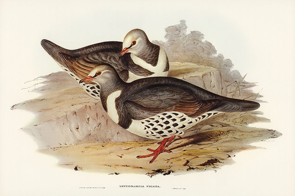 Wonga-wonga Pigeon-Leucosarcia picata art print by John Gould for $57.95 CAD