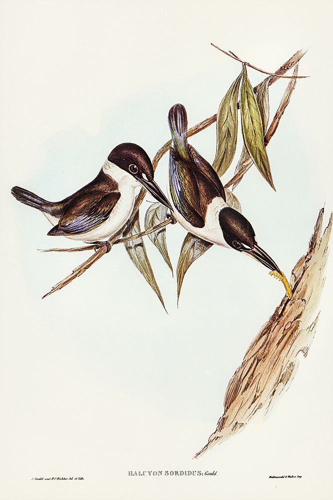 Halcyon sordid-Sordid Halcyon art print by John Gould for $57.95 CAD