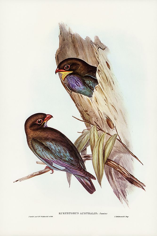 Australian Roller-Eurystomus Australis art print by John Gould for $57.95 CAD