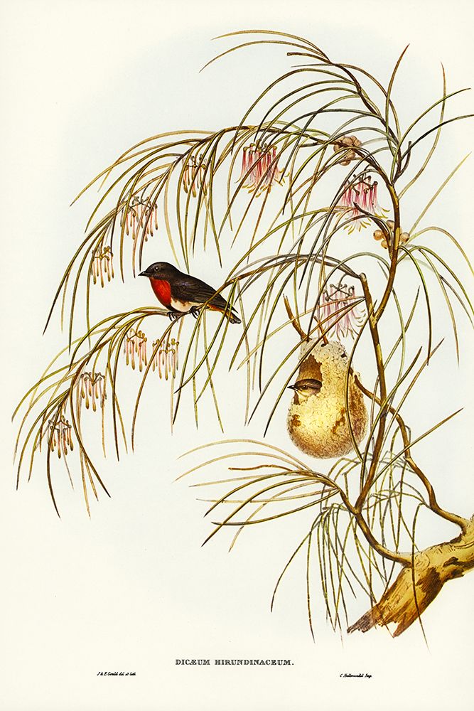 Swallow Dicaeum-Dicaeum hirundinaceum art print by John Gould for $57.95 CAD