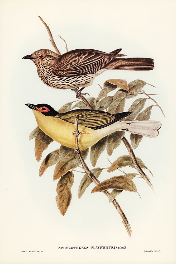 Yellow-bellied Sphecotheres-Sphecotheres flaviventris art print by John Gould for $57.95 CAD
