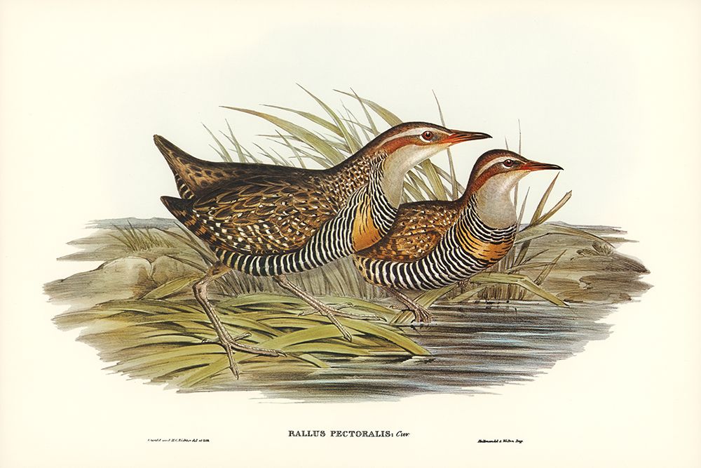 Pectoral Rail-Rallus pectoralis art print by John Gould for $57.95 CAD