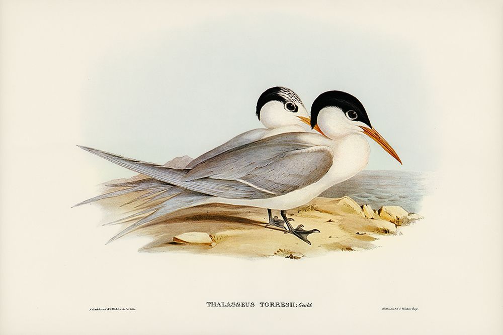 Torres Tern-Thalasseus Torresii art print by John Gould for $57.95 CAD