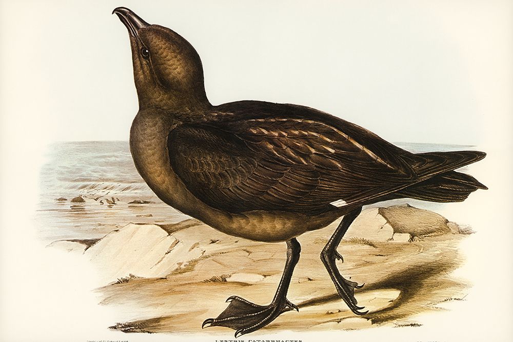 Skua Gull-Lestris Catarractes art print by John Gould for $57.95 CAD
