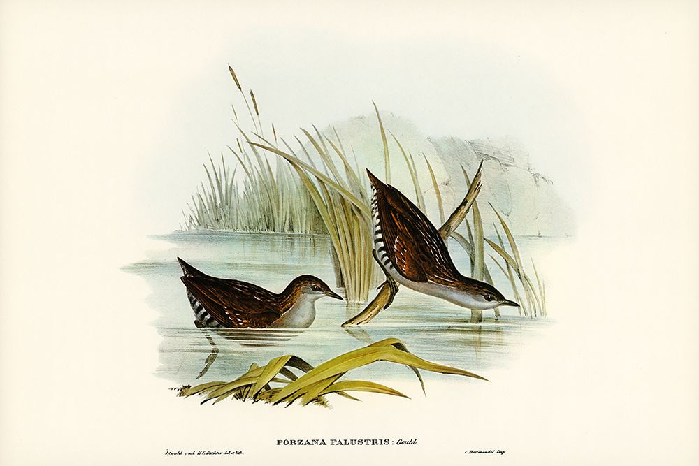 Water Crake-Porzana palustris art print by John Gould for $57.95 CAD