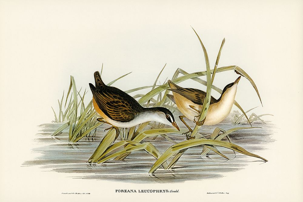 White-eyebrowed Water Crake-Porzana leucophrys art print by John Gould for $57.95 CAD
